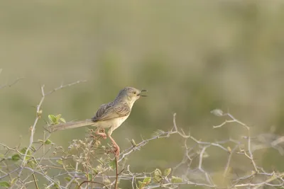 Delicate Prinia Prinia lepida perched on thorny shrub and calling at Nalsarovar, Gujarat, India.