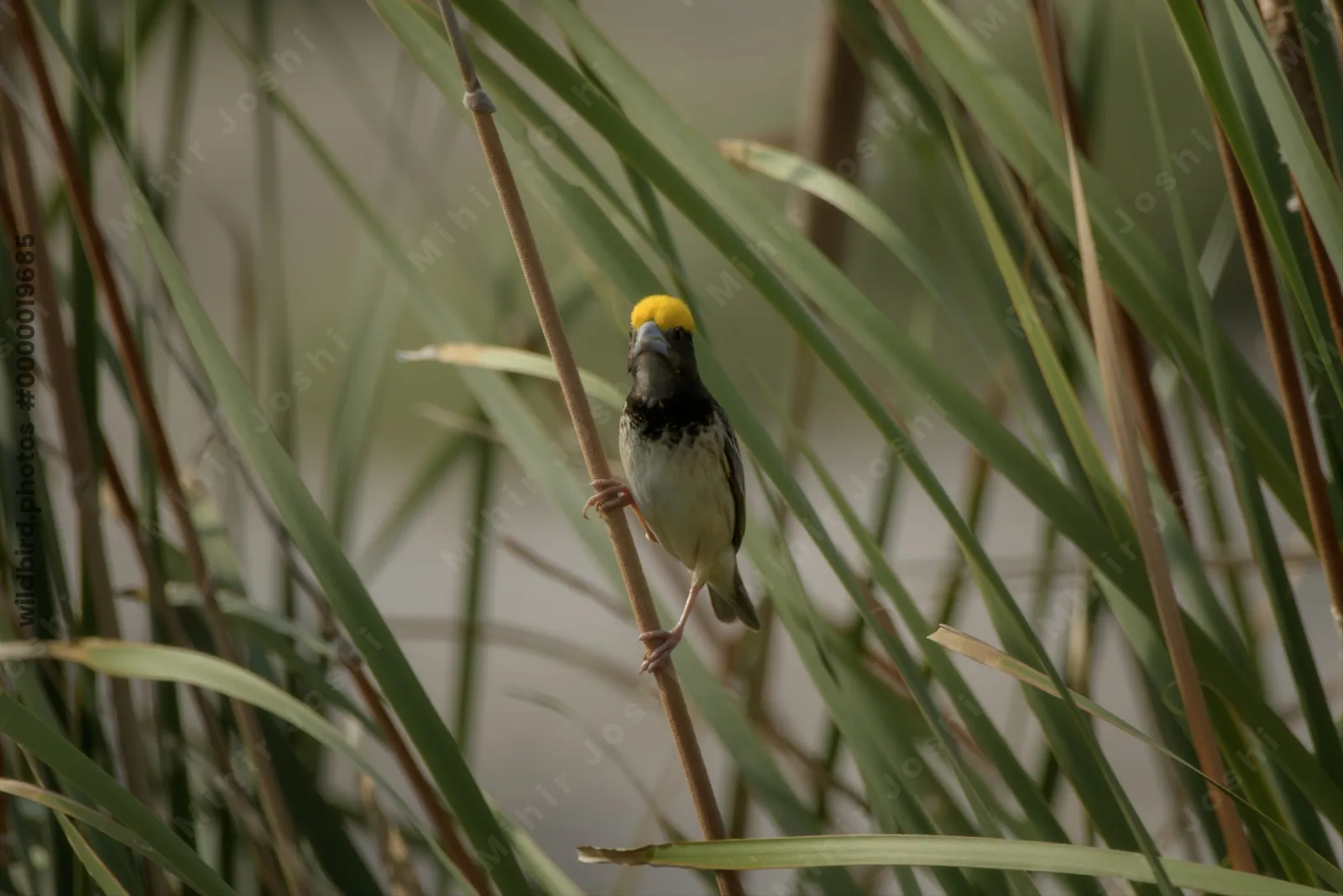 Black-breasted Weaver Ploceus benghalensis perched among wetland reeds at Nalsarovar Bird Sanctuary, Gujarat, India.