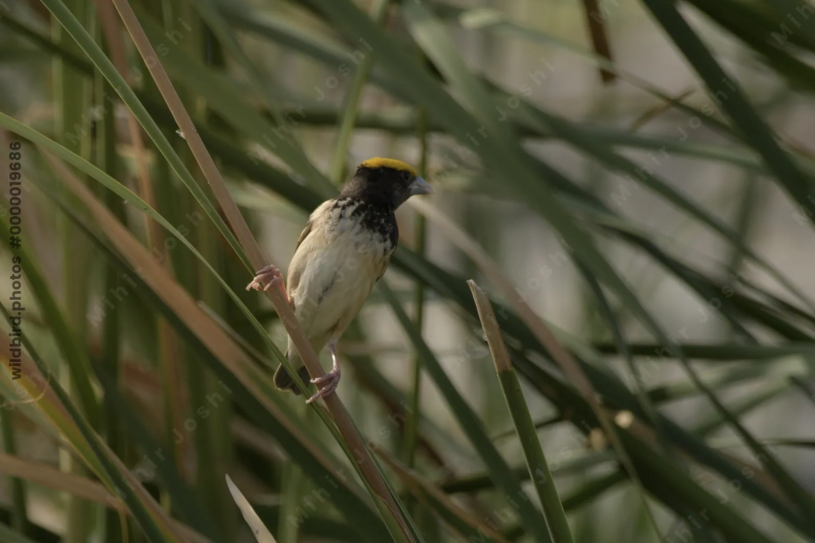 Black-breasted Weaver Ploceus benghalensis perched among wetland reeds at Nalsarovar Bird Sanctuary, Gujarat, India.