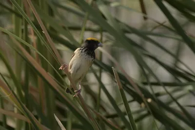 Black-breasted Weaver Ploceus benghalensis perched among wetland reeds at Nalsarovar Bird Sanctuary, Gujarat, India.