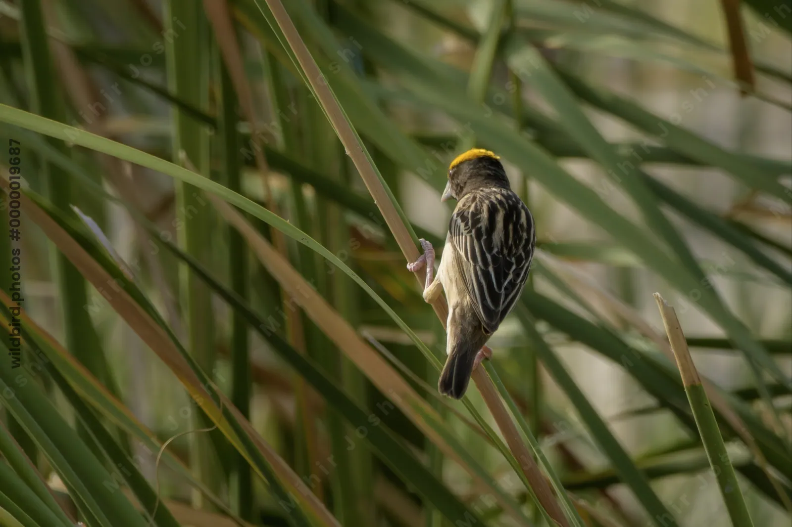 Black-breasted Weaver Ploceus benghalensis perched among wetland reeds at Nalsarovar Bird Sanctuary, Gujarat, India.