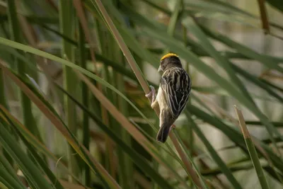 Black-breasted Weaver Ploceus benghalensis perched among wetland reeds at Nalsarovar Bird Sanctuary, Gujarat, India.