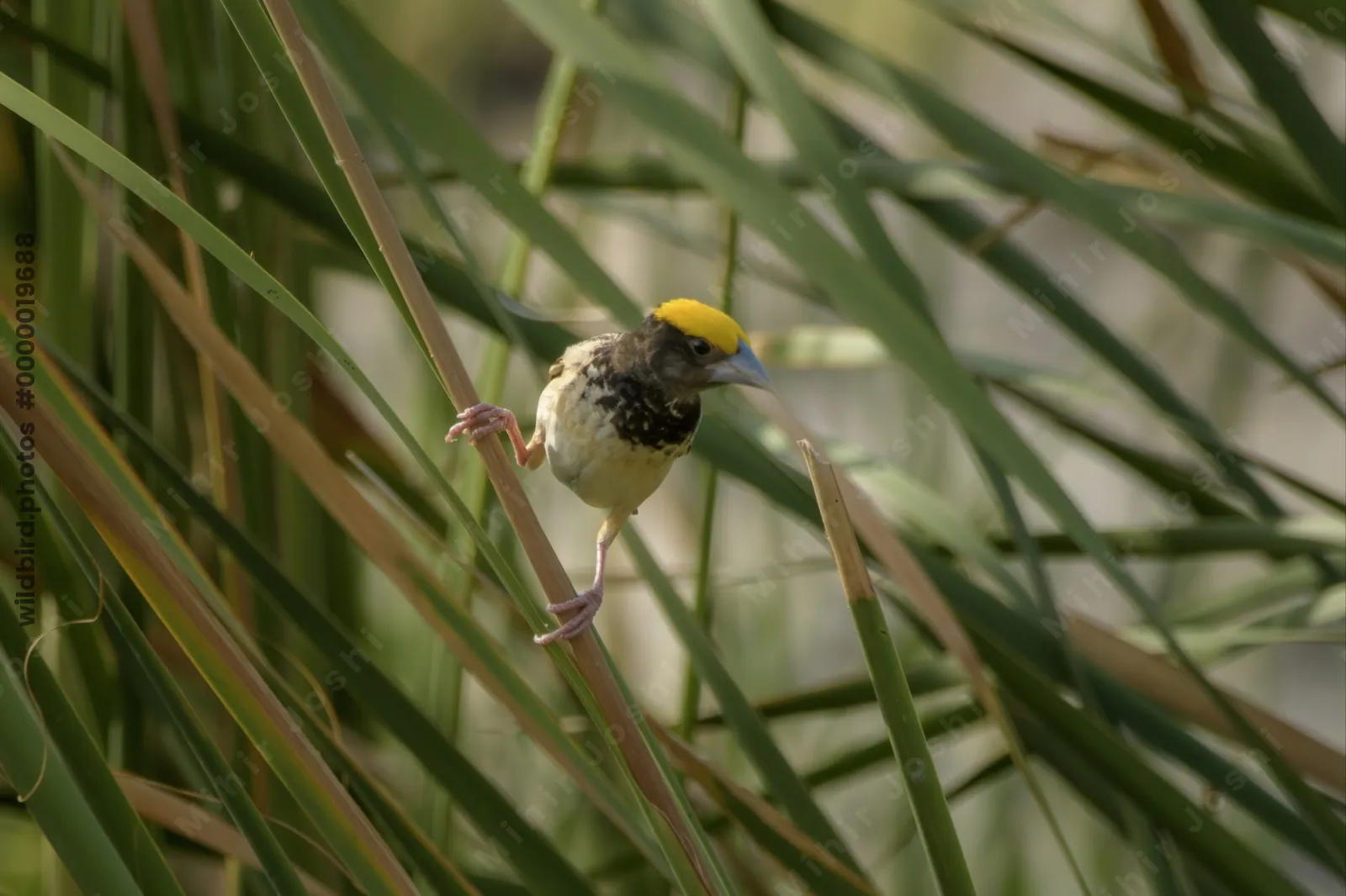 Black-breasted Weaver Ploceus benghalensis perched among wetland reeds at Nalsarovar Bird Sanctuary, Gujarat, India.