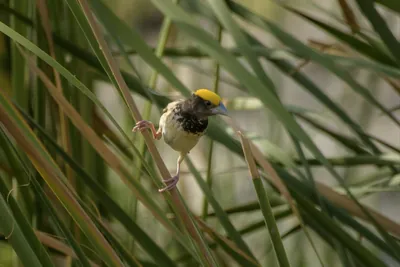 Black-breasted Weaver Ploceus benghalensis perched among wetland reeds at Nalsarovar Bird Sanctuary, Gujarat, India.