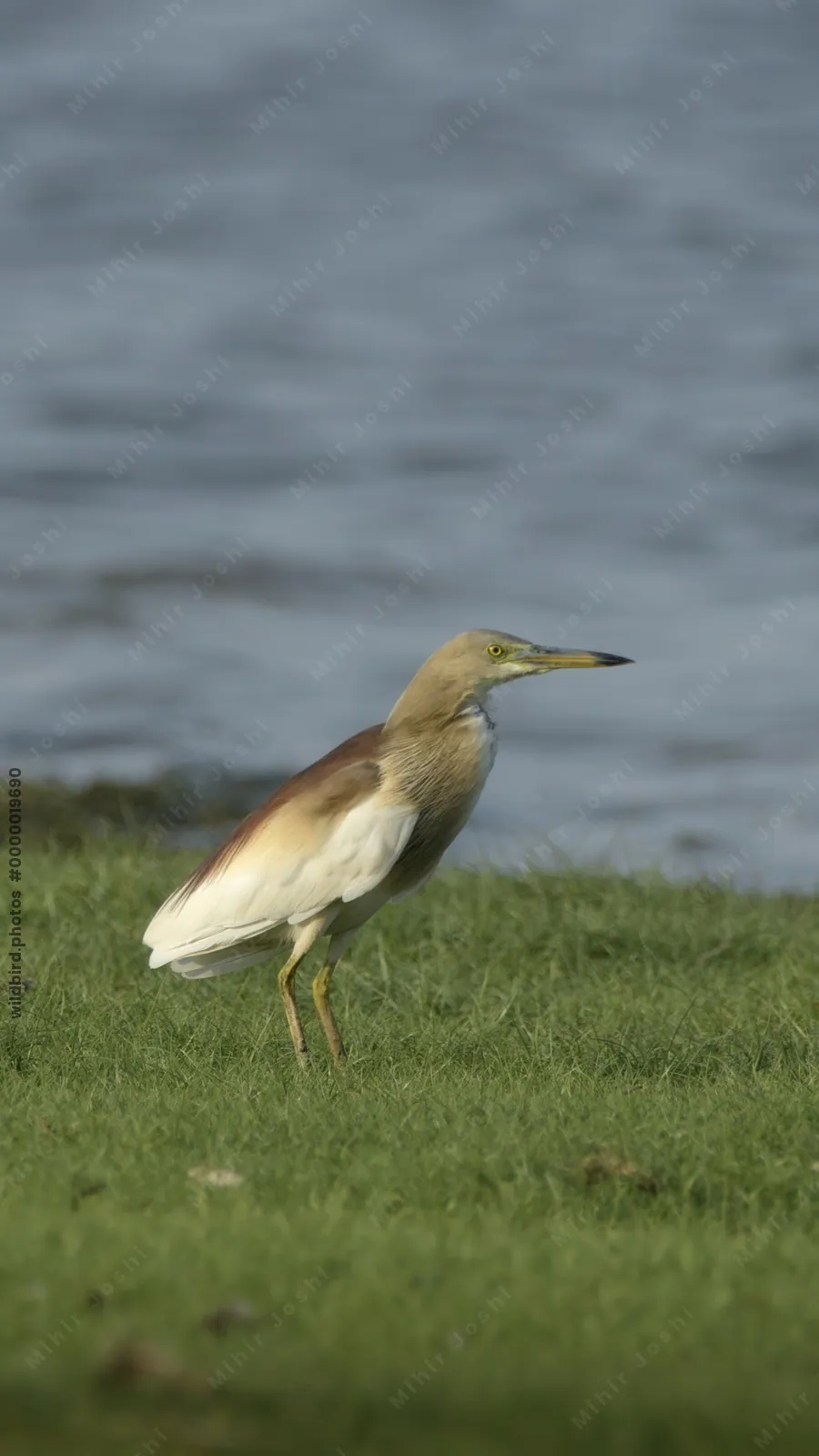 Indian Pond Heron Ardeola grayii standing near the edge of a wetland near Nalsarovar, Gujarat, India.