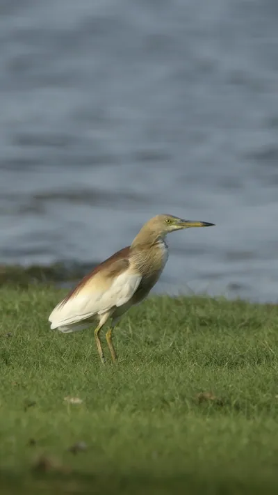 Indian Pond Heron Ardeola grayii standing near the edge of a wetland near Nalsarovar, Gujarat, India.