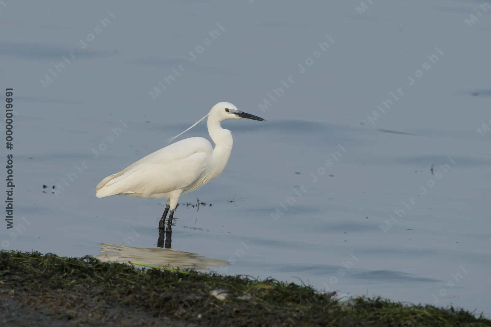 Little Egret Egretta garzetta standing in shallow wetland waters near Nalsarovar in Gujarat, India.
