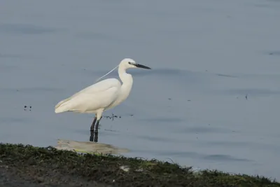 Little Egret Egretta garzetta standing in shallow wetland waters near Nalsarovar in Gujarat, India.