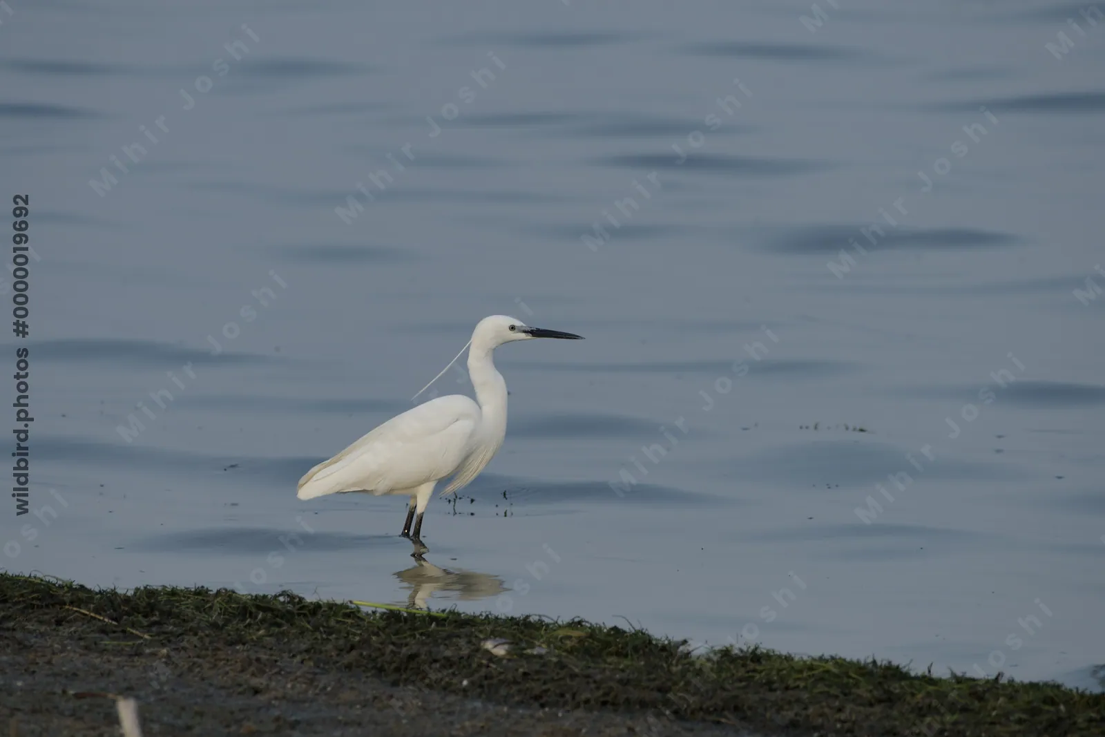 Little Egret Egretta garzetta standing in shallow wetland waters near Nalsarovar in Gujarat, India.