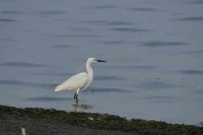 Little Egret Egretta garzetta standing in shallow wetland waters near Nalsarovar in Gujarat, India.