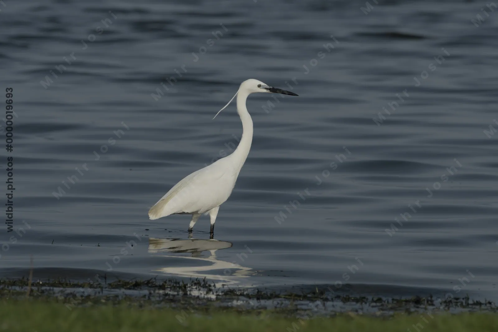 Little Egret Egretta garzetta standing in shallow wetland waters near Nalsarovar in Gujarat, India.
