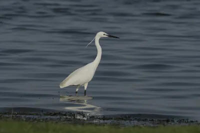 Little Egret Egretta garzetta standing in shallow wetland waters near Nalsarovar in Gujarat, India.
