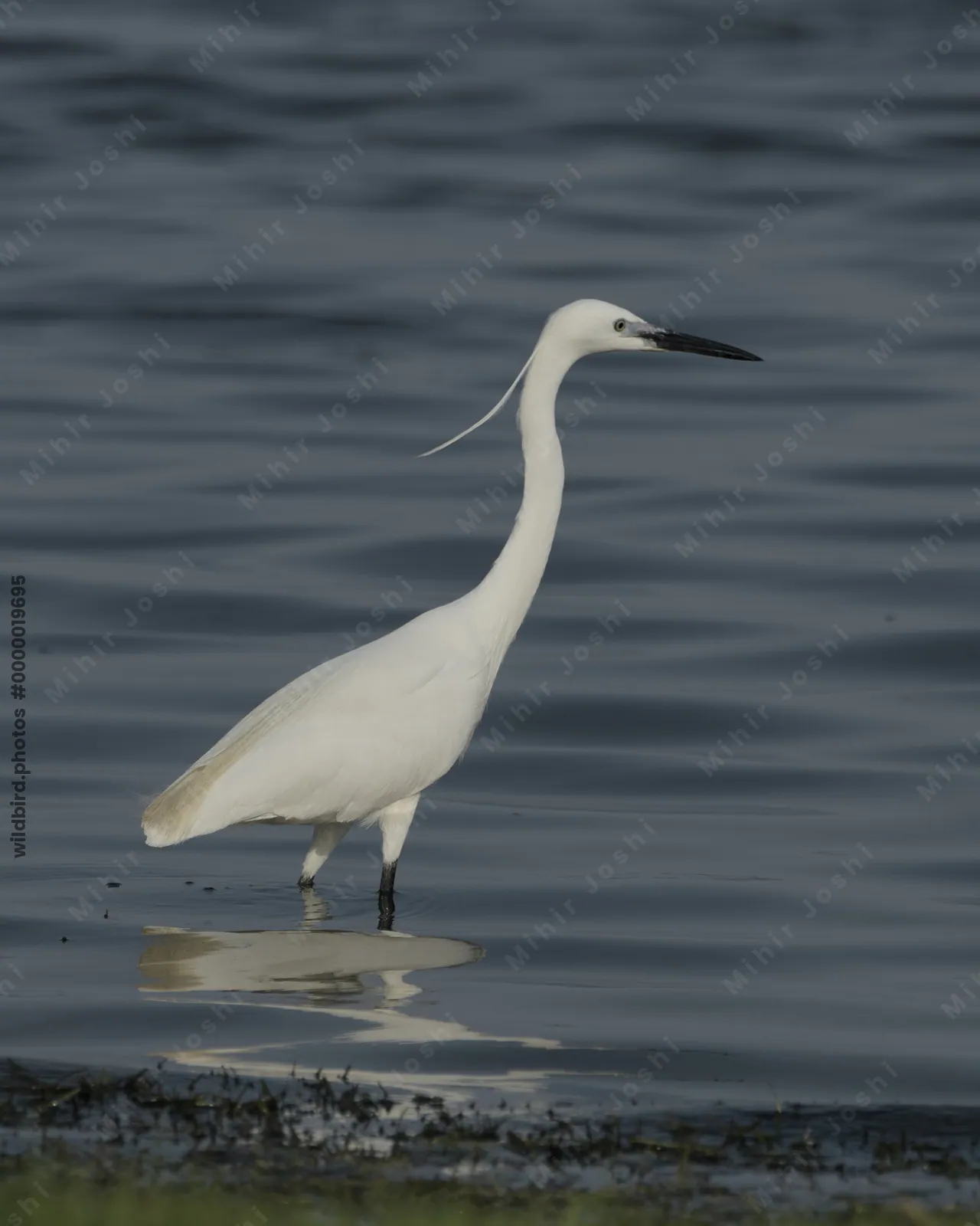 Little Egret Egretta garzetta standing in shallow wetland waters near Nalsarovar in Gujarat, India.