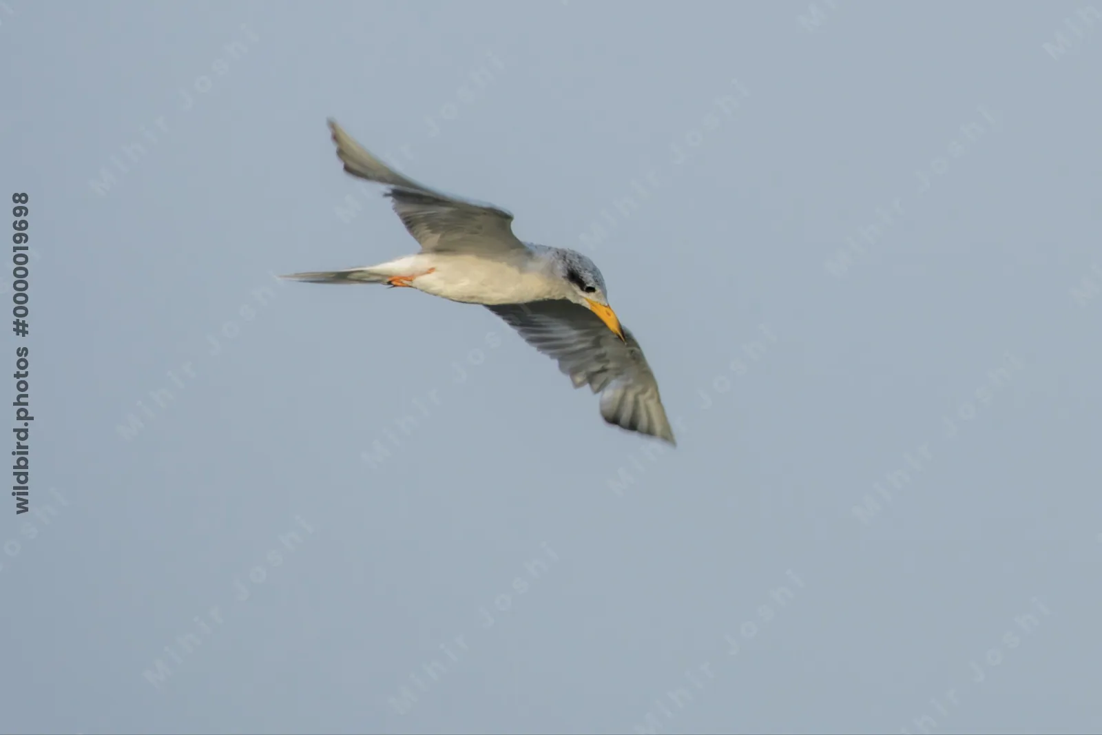 River Tern Sterna aurantia flying over wetland habitat near Nalsarovar in Gujarat, India.