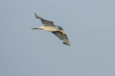 River Tern Sterna aurantia flying over wetland habitat near Nalsarovar in Gujarat, India.