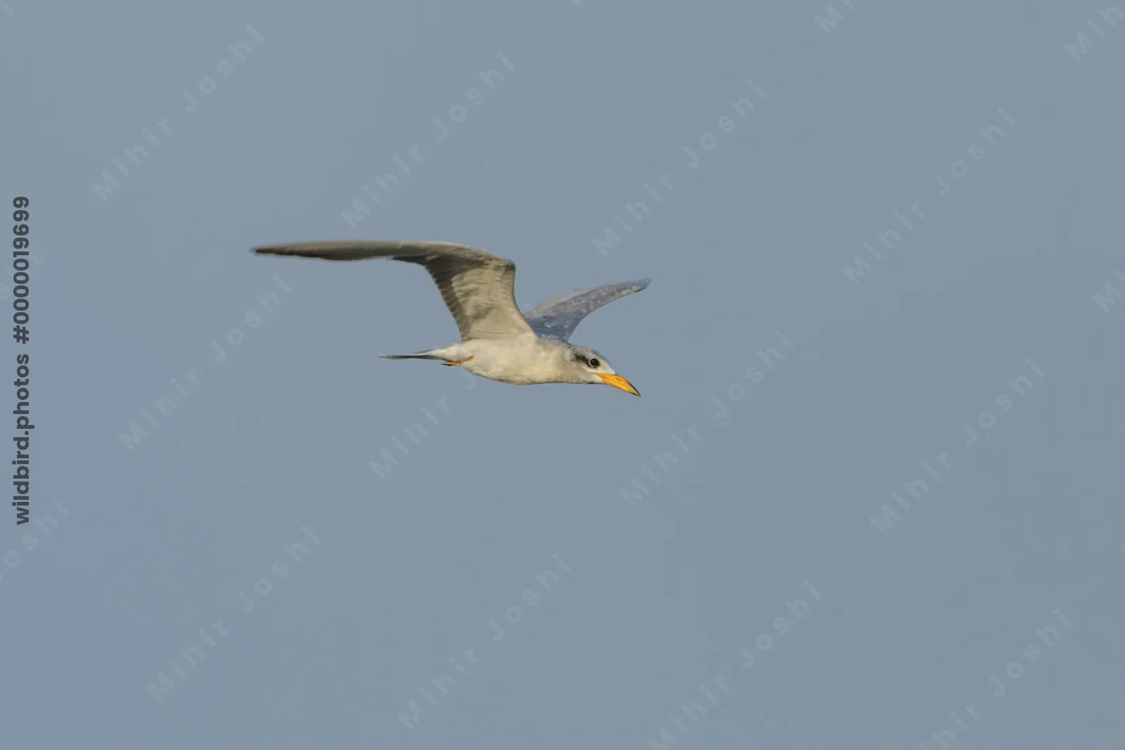 River Tern Sterna aurantia flying over wetland habitat near Nalsarovar in Gujarat, India.