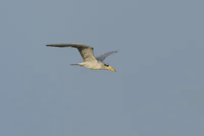 River Tern Sterna aurantia flying over wetland habitat near Nalsarovar in Gujarat, India.