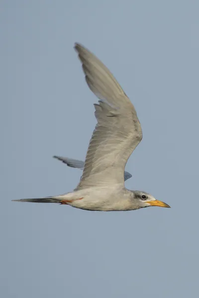 River Tern Sterna aurantia flying over wetland habitat near Nalsarovar in Gujarat, India.