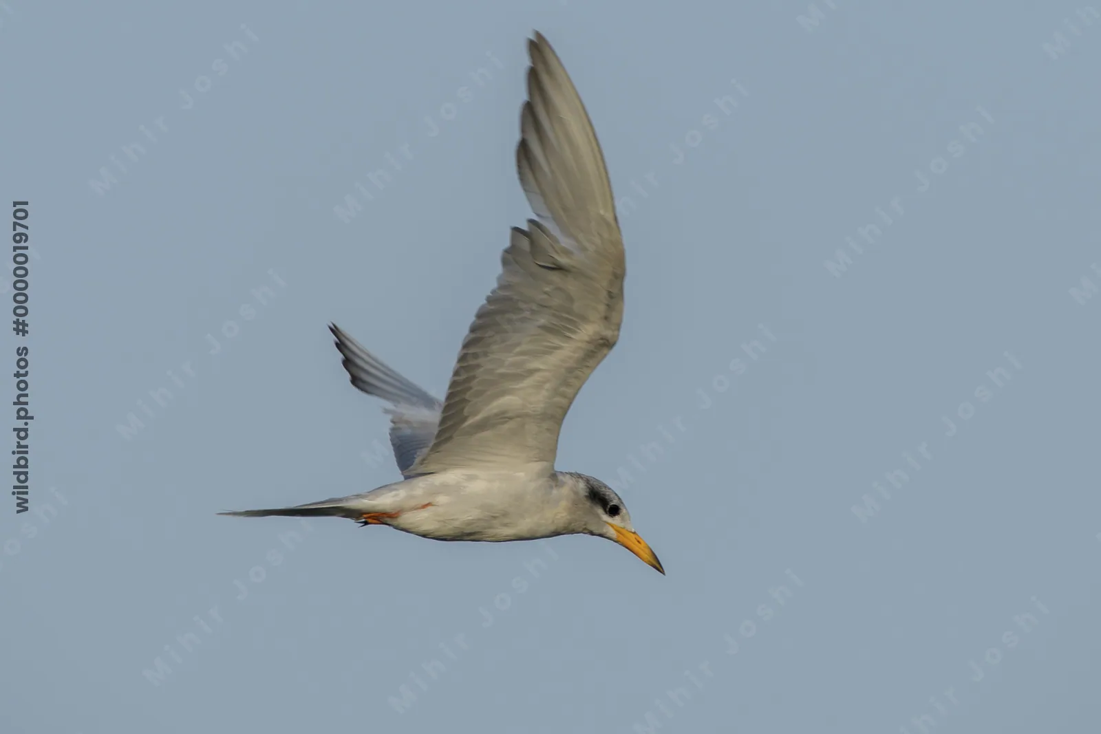 River Tern Sterna aurantia flying over wetland habitat near Nalsarovar in Gujarat, India.