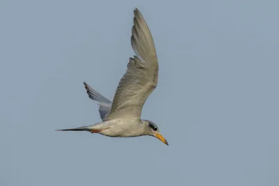 River Tern Sterna aurantia flying over wetland habitat near Nalsarovar in Gujarat, India.