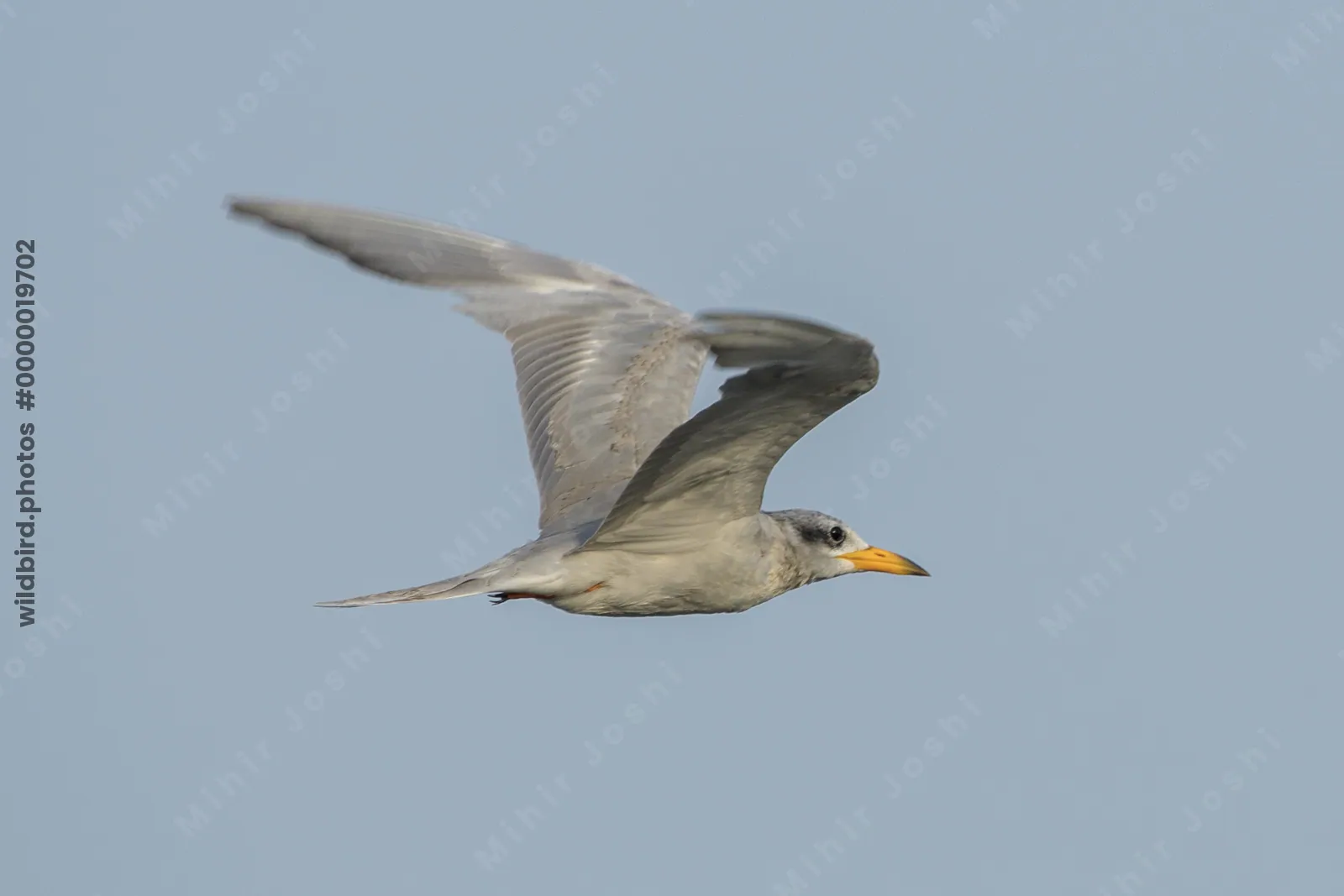 River Tern Sterna aurantia flying over wetland habitat near Nalsarovar in Gujarat, India.