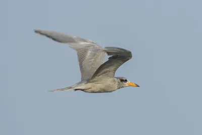 River Tern Sterna aurantia flying over wetland habitat near Nalsarovar in Gujarat, India.