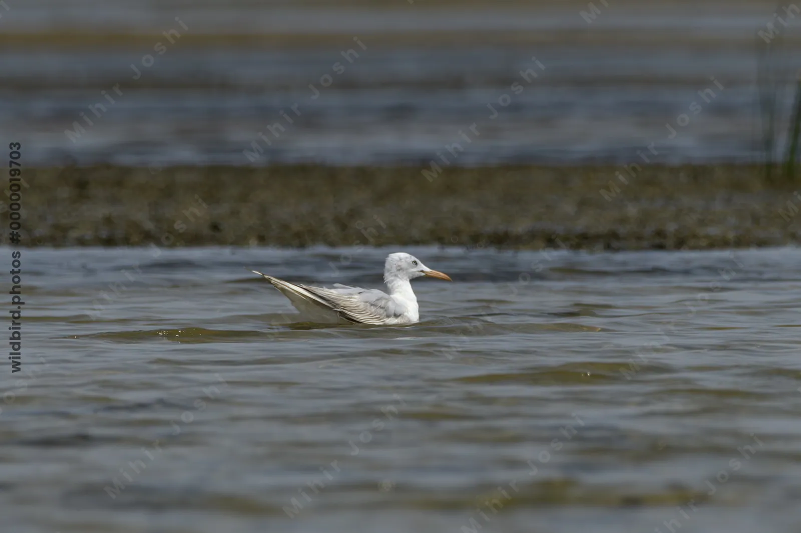 Slender-billed Gull Chroicocephalus genei floating on shallow wetland waters near Nalsarovar in Gujarat, India.