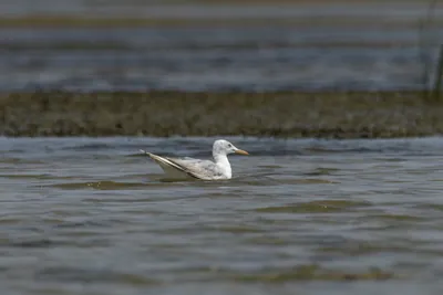 Slender-billed Gull Chroicocephalus genei floating on shallow wetland waters near Nalsarovar in Gujarat, India.