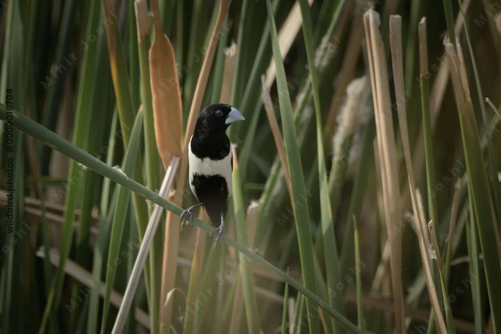 Tricolored Munia Lonchura malacca perched among wetland reeds near Nalsarovar in Gujarat, India.