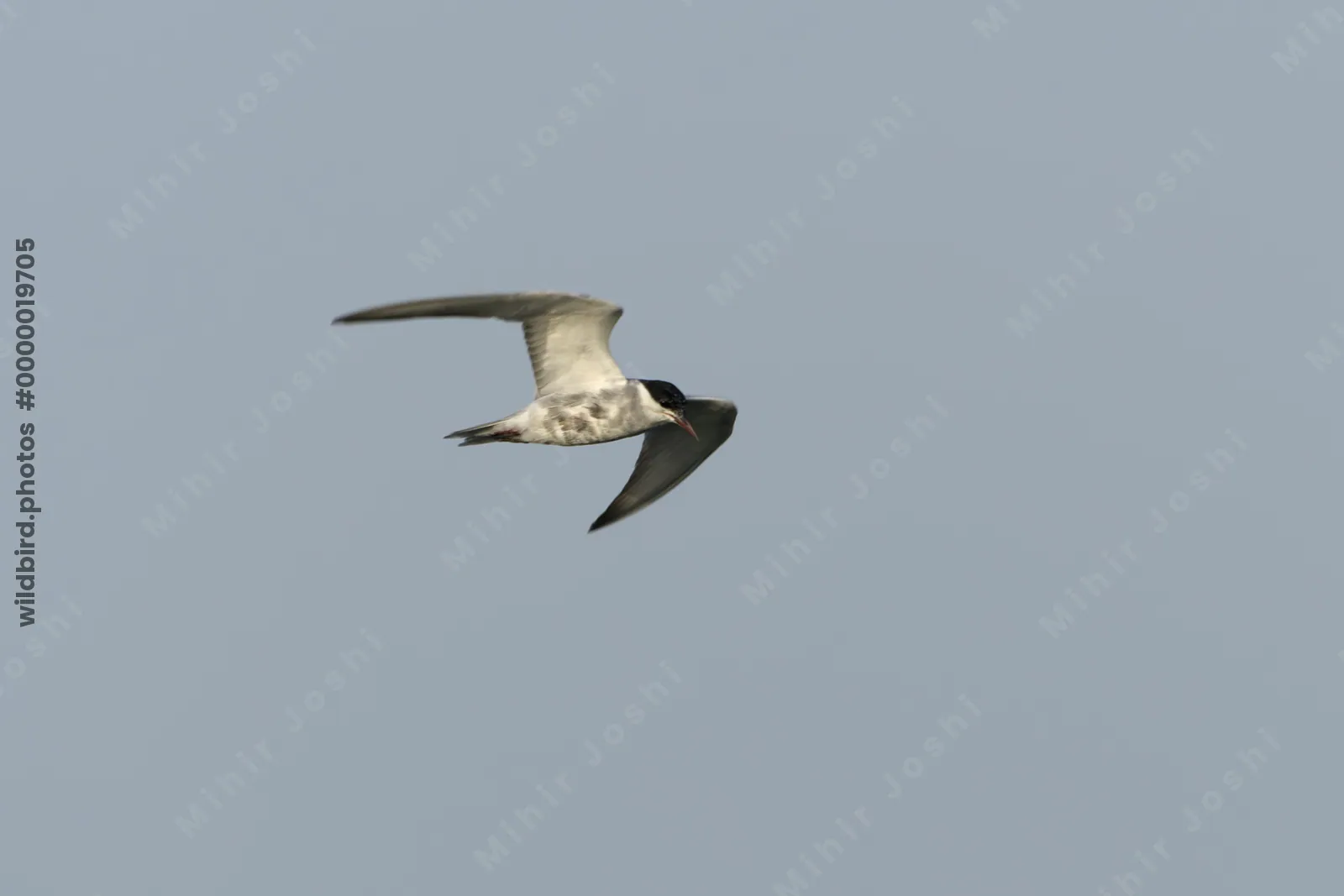 Whiskered Tern Chlidonias hybrida flying over wetlands near Nalsarovar Bird Sanctuary in Gujarat, India.