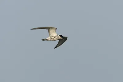 Whiskered Tern Chlidonias hybrida flying over wetlands near Nalsarovar Bird Sanctuary in Gujarat, India.