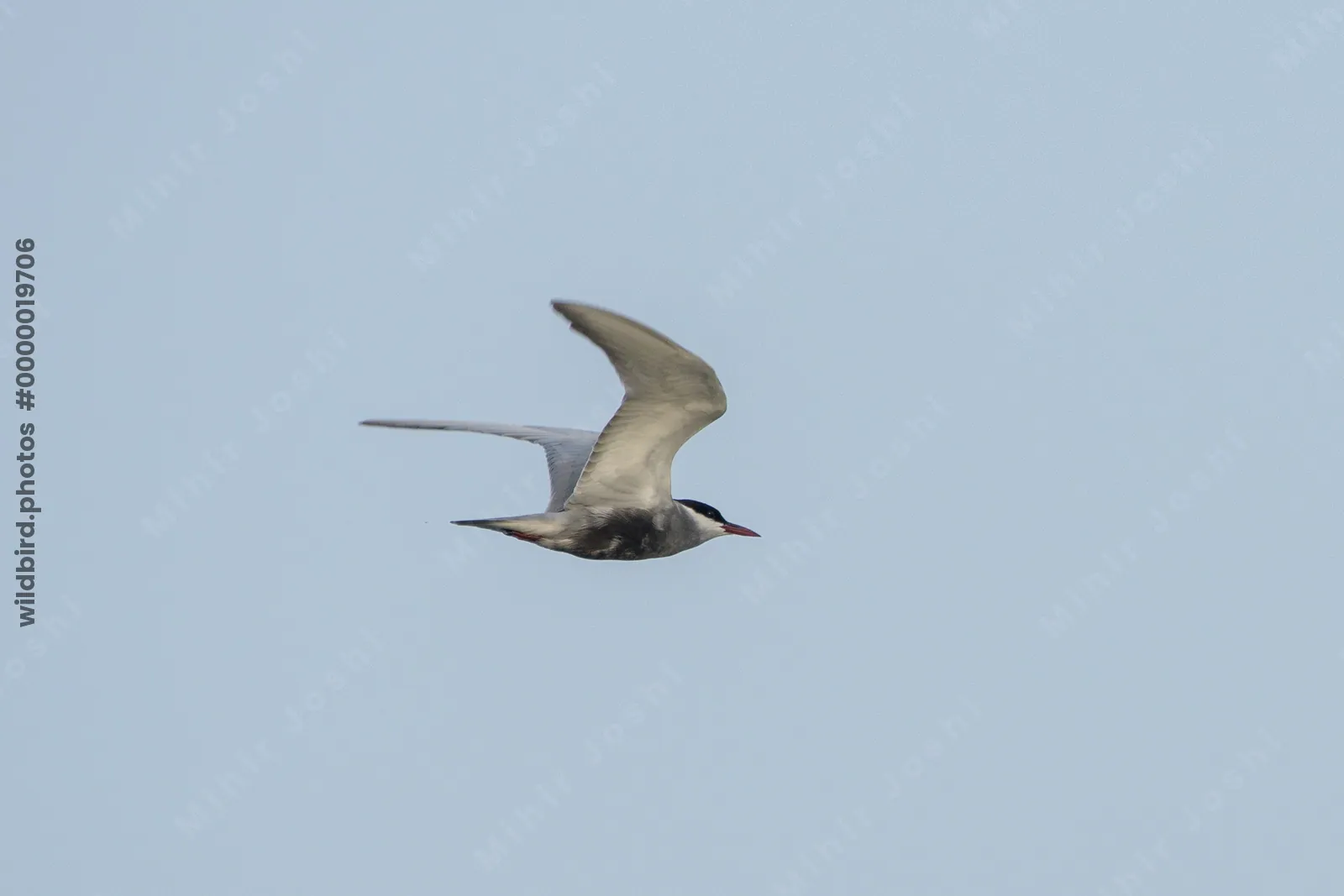 Whiskered Tern Chlidonias hybrida flying over wetlands near Nalsarovar Bird Sanctuary in Gujarat, India.
