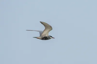 Whiskered Tern Chlidonias hybrida flying over wetlands near Nalsarovar Bird Sanctuary in Gujarat, India.