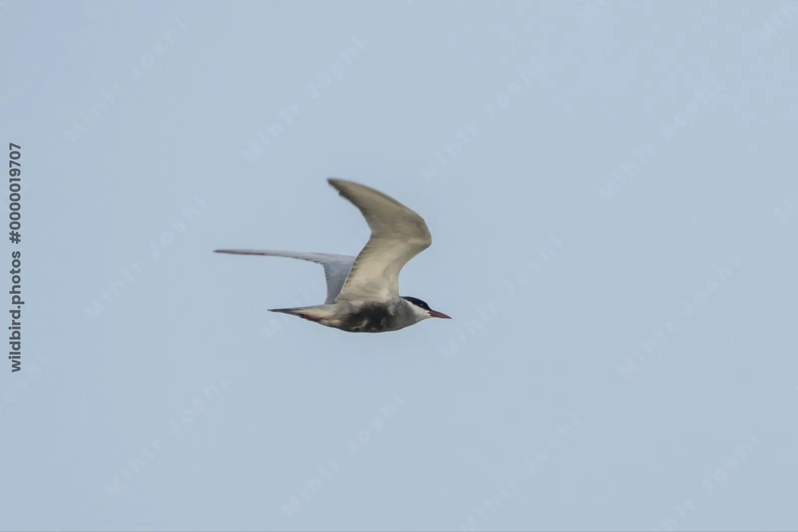 Whiskered Tern Chlidonias hybrida flying over wetlands near Nalsarovar Bird Sanctuary in Gujarat, India.