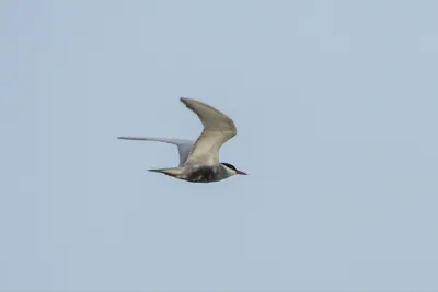 Whiskered Tern Chlidonias hybrida flying over wetlands near Nalsarovar Bird Sanctuary in Gujarat, India.