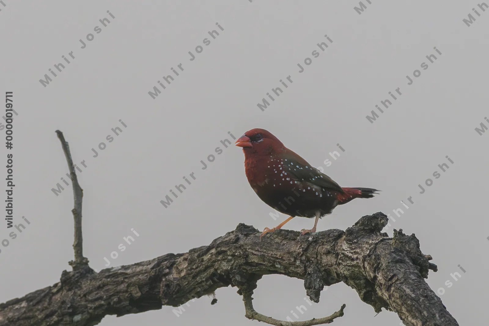 Male Red Avadavat or Strawberry Finch (Amandava amandava) perched on a dry tree branch at Umred Karhandla Wildlife Sanctuary, Maharashtra, India.