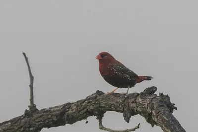 Male Red Avadavat or Strawberry Finch (Amandava amandava) perched on a dry tree branch at Umred Karhandla Wildlife Sanctuary, Maharashtra, India.