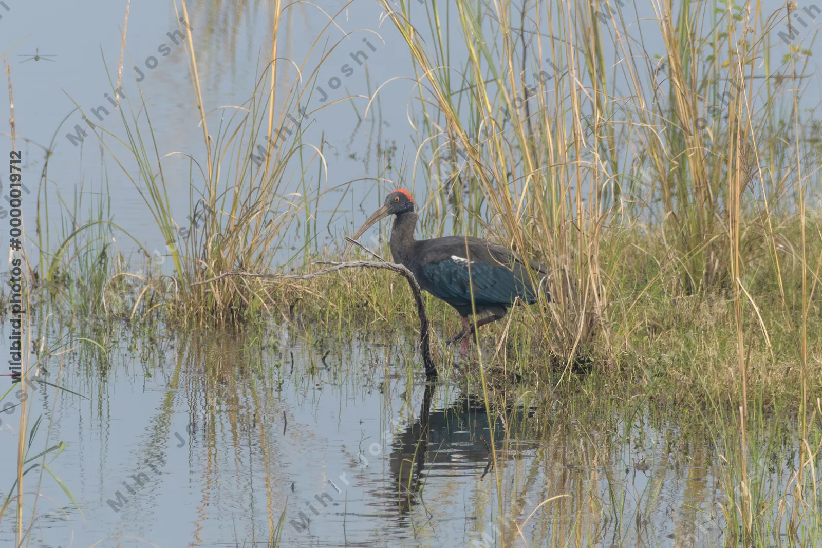 Red-naped Ibis (Pseudibis papillosa) standing in shallow wetland habitat at Umred Karhandla Wildlife Sanctuary, Maharashtra, India.