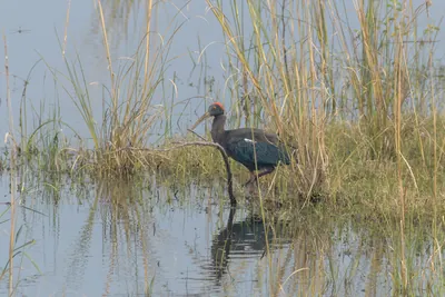 Red-naped Ibis (Pseudibis papillosa) standing in shallow wetland habitat at Umred Karhandla Wildlife Sanctuary, Maharashtra, India.
