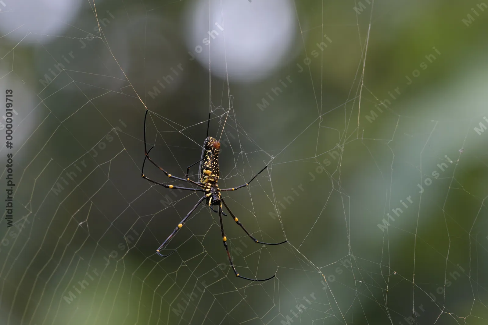 Giant Golden Orb-weaver spider (Trichonephila pilipes) resting on its web at Umred Karhandla Wildlife Sanctuary, Maharashtra, India.