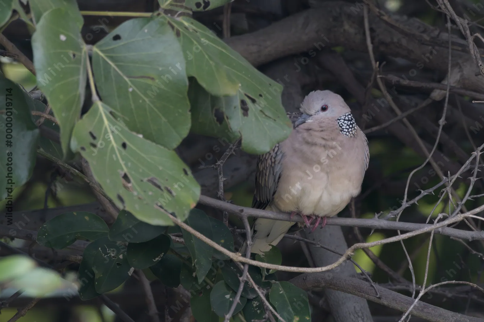 Spotted Dove (Spilopelia chinensis) perched among tree branches at Umred Karhandla Wildlife Sanctuary, Maharashtra, India.