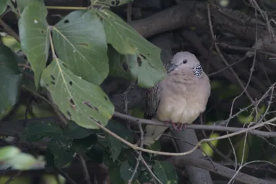 Spotted Dove (Spilopelia chinensis) perched among tree branches at Umred Karhandla Wildlife Sanctuary, Maharashtra, India.