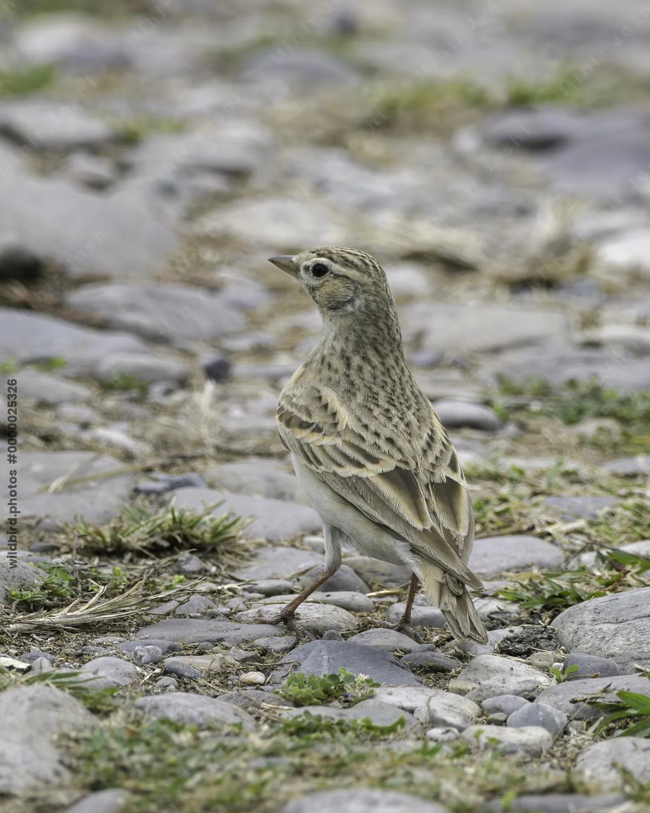 Mongolian Short-toed Lark on dry ground habitat in Manas Park, Assam, India.