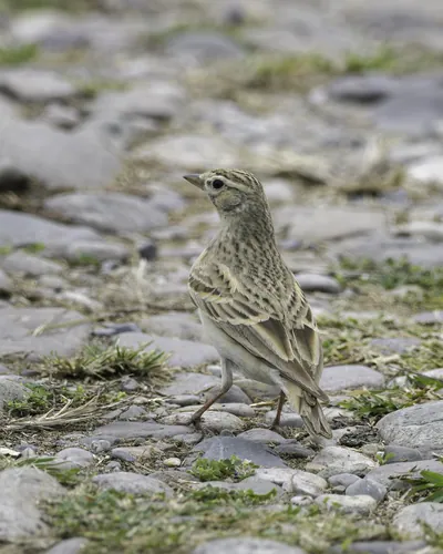 Mongolian Short-toed Lark on dry ground habitat in Manas Park, Assam, India.