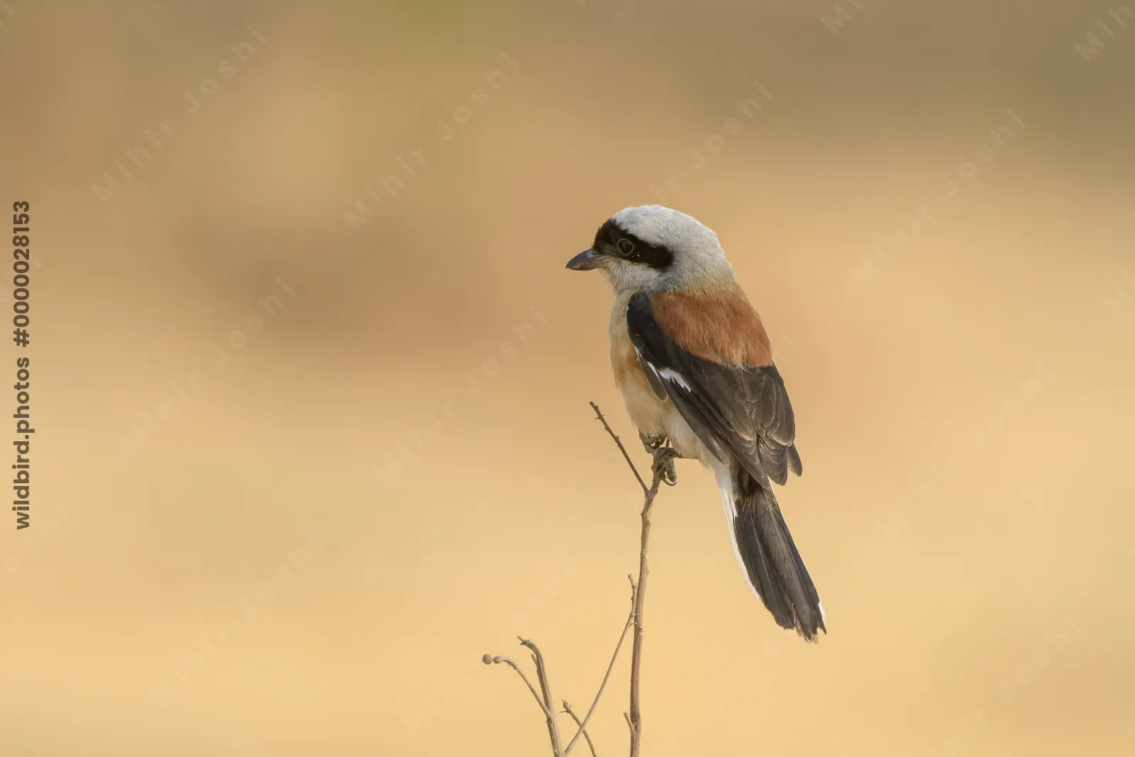 Bay-backed Shrike perched upright on dry twig at Bhigwan, Maharashtra, India