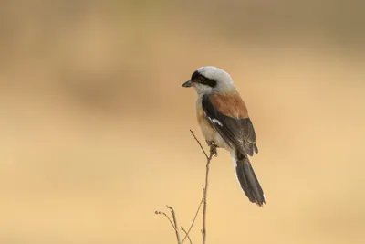 Bay-backed Shrike perched upright on dry twig at Bhigwan, Maharashtra, India