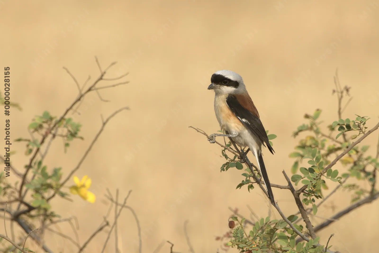 Bay-backed Shrike perched on a bush at Bhigwan, Maharashtra, India