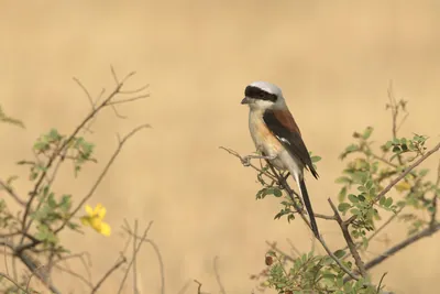 Bay-backed Shrike perched on a bush at Bhigwan, Maharashtra, India
