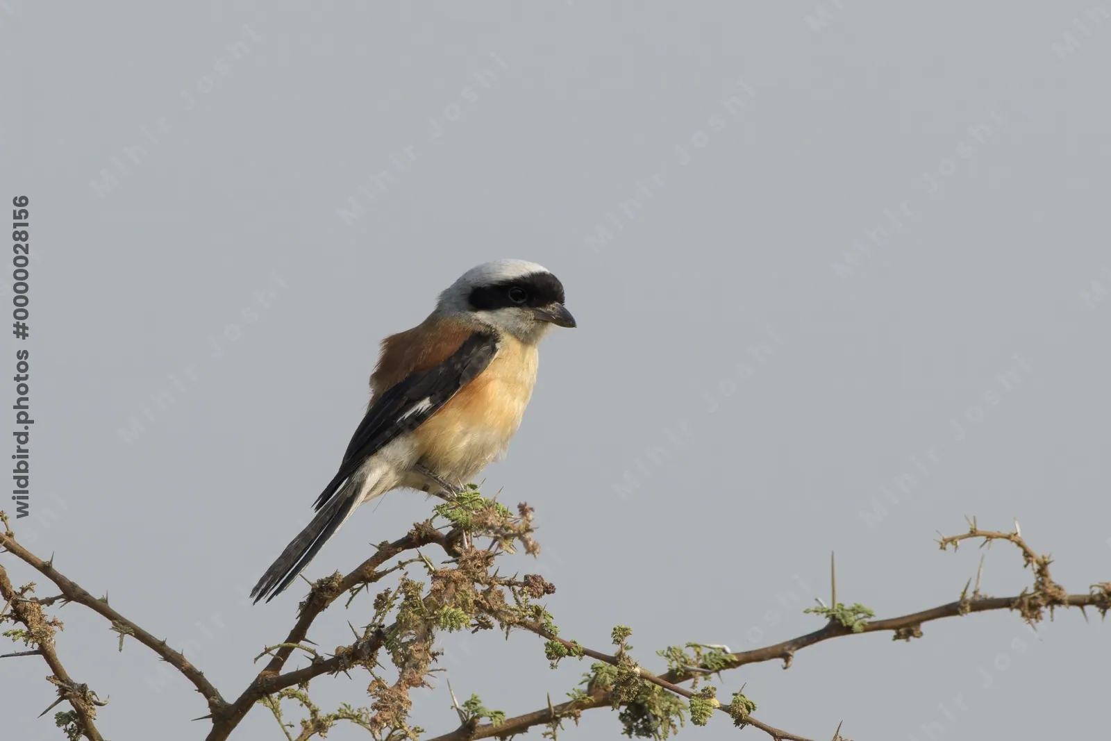 Bay-backed Shrike perched on thorny branch at Bhigwan, Maharashtra, India