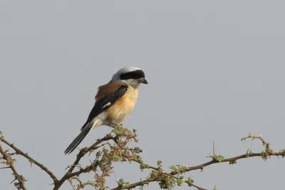 Bay-backed Shrike perched on thorny branch at Bhigwan, Maharashtra, India